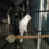 CAN CANARY