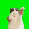 Green Screen Meme Cats