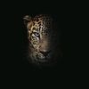 hammad.siddiqui5911
