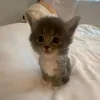 kittiweee