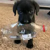 puppy1me