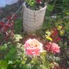 pitulice.niculina