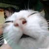hanya.seorang.atan.8585