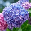 cotton.candy2446