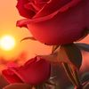 user7117198148331