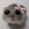 i_like_hamsters