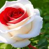 naseer.ullah930