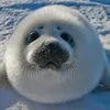 cuteseal_seal