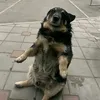 suckmydiiiick