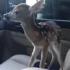 هُجرَان