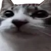 mynameisnepi