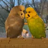 my.budgiess