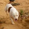 rodrigolinhares090