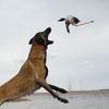 malinoislazuli