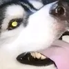 sh0ptilyahdr0p