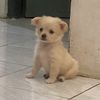 shycooo4