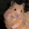 chu_seedangiu