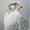 fahd_6446
