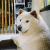 talabearrr