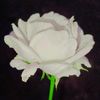 user59740417796944
