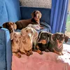 8sausagedogcentral