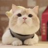 cute.pet35