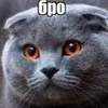 pupsik12334