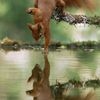 touch of nature
