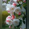 fariha.akter00
