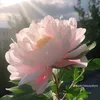 ema_12345