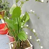 lng.nguyn.vn95