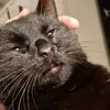 shitballes