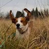basset_babe
