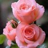 aiza.khan3027