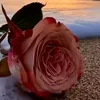 1shmaeel