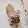 twixi_bapunini