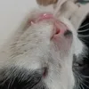pqleo1