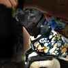 shanty_904