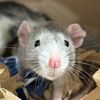 Finn 🐀