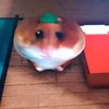 miguelzimkk