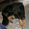 bear.the.handsome