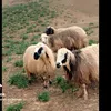 mahamad9603