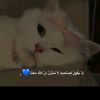 adhamahed3gmail.com