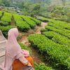 ocha__kartika