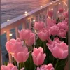 leli20_20