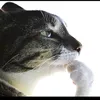 lion_pizzachicken
