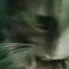 frans_r6