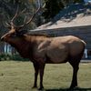 mr.elkooo