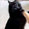 kaleb.catro