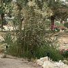 mohamad50990